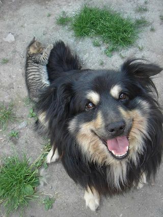 狗，动物，娱乐，游戏，家，朋友，狗，一只动物