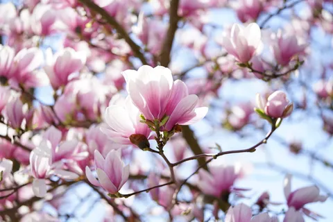 郁金香木兰,木兰,木兰花,布鲁滕米尔,花,花,花,花,花,紫色 郁金香木兰,木兰,木兰花,布鲁滕米尔,花,花,花,花,花,紫色