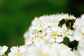 英国，韦茅斯，花瓣，植物，花，绿色，花粉，白色