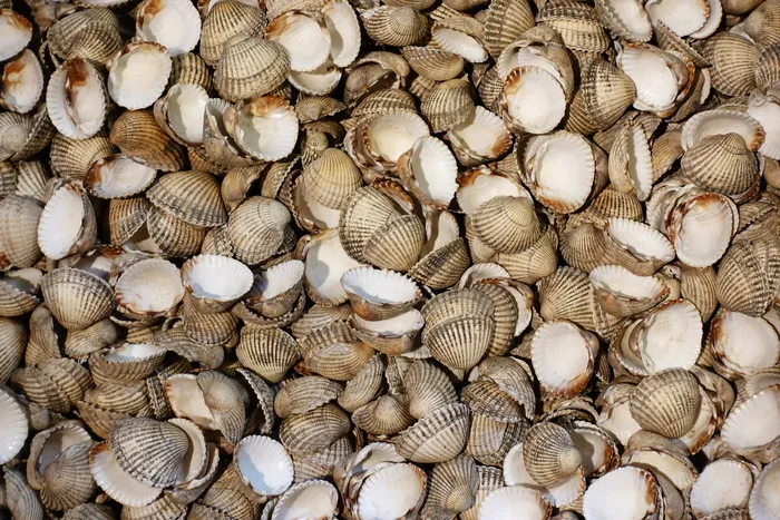 cockle，贝壳，贝类，海鲜，软体动物，双壳类，海洋，空