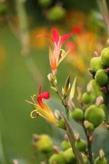 花卉，美人蕉，美人蕉礼来，印度红花，开花，开花，开花，装饰