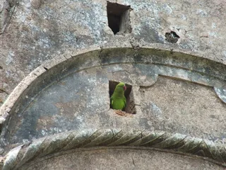 鹦鹉，家，鸟，建造结构，建筑，没有人，拱门，天