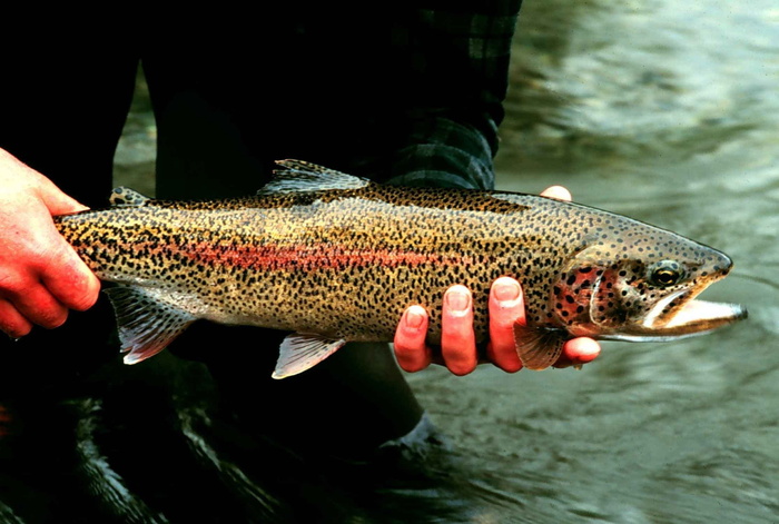 虹鳟鱼 - Oncorhynchus mykiss