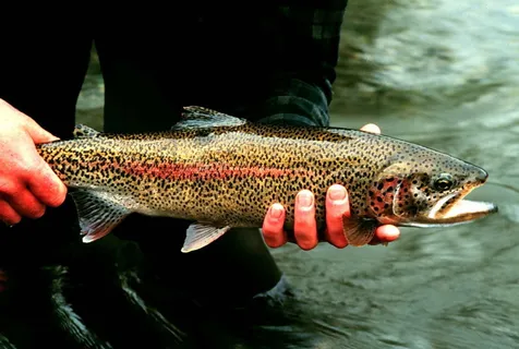 虹鳟鱼 - Oncorhynchus mykiss 虹鳟鱼 - Oncorhynchus mykiss