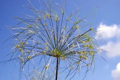 纸莎草,花,植物,莎草,莎草草,铲纸,植物学,天空 纸莎草,花,植物,莎草,莎草草,铲纸,植物学,天空