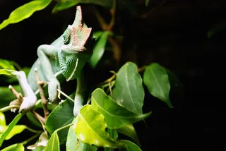 动物，树叶，蜥蜴，自然，爬行动物，野生动物，树叶，野生动物