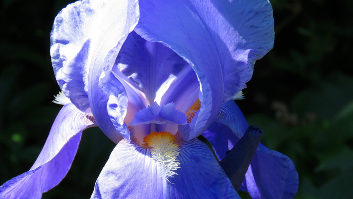 blossom，特写，flora，flower，flower，flower images，flower photography，flower photos，2015年6月