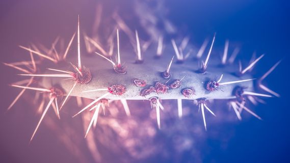 图森，仙人掌，五颜六色，喜怒无常，植物，自然，树木，仙人掌