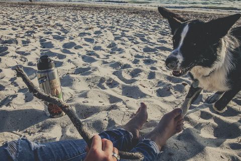 澳大利亚，南弗里曼特尔，狗，狗，一只动物，宠物，家养，动物主题