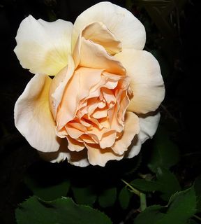 花，玫瑰，花瓣，自然，植物群，开花植物，自然之美，脆弱性