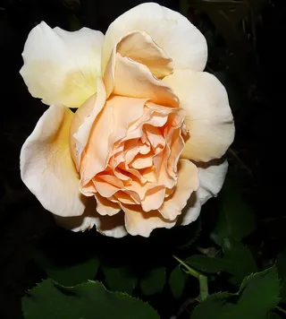 花，玫瑰，花瓣，自然，植物群，开花植物，自然之美，脆弱性