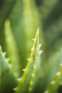 自然,植物,模糊,仙人掌,芦荟,特写,景深,焦点 自然,植物,模糊,仙人掌,芦荟,特写,景深,焦点