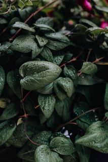 花园里盛开的铁线莲