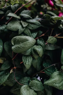 花园里盛开的铁线莲 花园里盛开的铁线莲