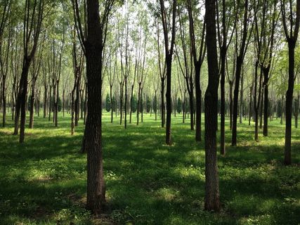 森林、林荫大道、阳光、树木、植物、土地、树干、森林