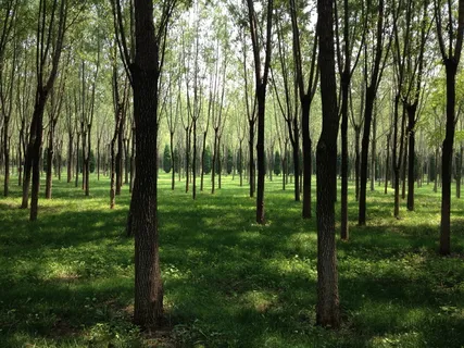 森林、林荫大道、阳光、树木、植物、土地、树干、森林