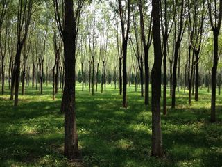 森林、林荫大道、阳光、树木、植物、土地、树干、森林