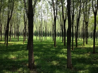 森林、林荫大道、阳光、树木、植物、土地、树干、森林