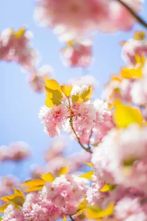美丽,开花,开花,开花,模糊,明亮,樱桃,特写 美丽,开花,开花,开花,模糊,明亮,樱桃,特写