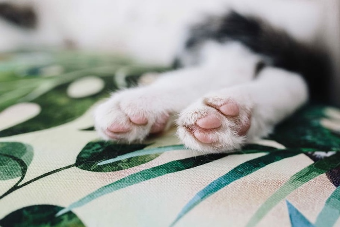 支撑墙壁单元的基本元素-猫