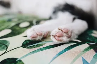 支撑墙壁单元的基本元素-猫