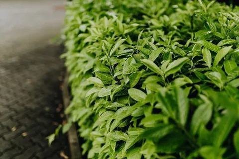 市政绿化 市政绿化