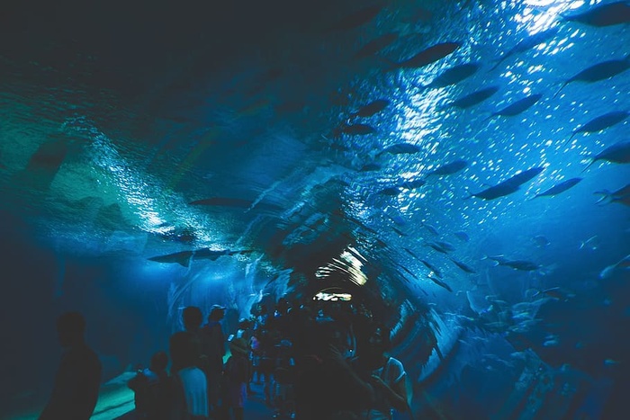 水族馆下的鱼