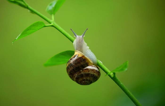 绿色植物枝上的棕色和灰色蜗牛