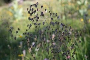 震颤草、蔷薇科、普通草、甘草、禾本科、麦哲草甸、牧场