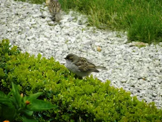 鸟, 翅膀, 自然, 鸟类, 公园, 动物, 草, 笔