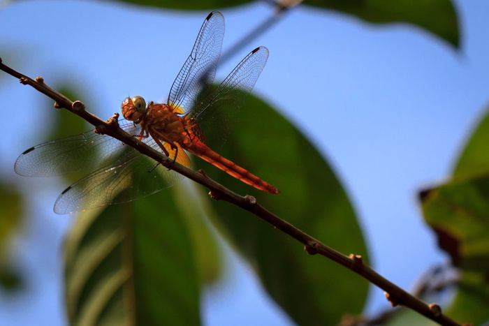 蜻蜓、大自然、昆虫、树木、天空、树叶、飞行、蓝色