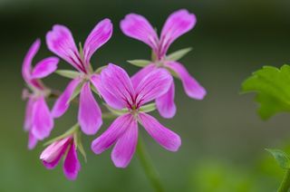 肉豆蔻, 花, 性质, 开花, 植物, 开花植物, 自然之美, 新鲜