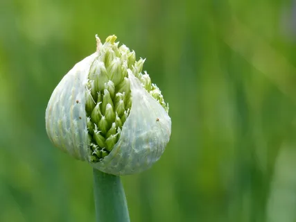 葱，蔬菜，花园，蔬菜，花园，夏天，绿色，花朵，生长