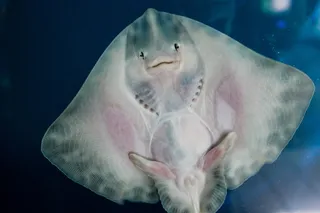 黄貂鱼低角度照片