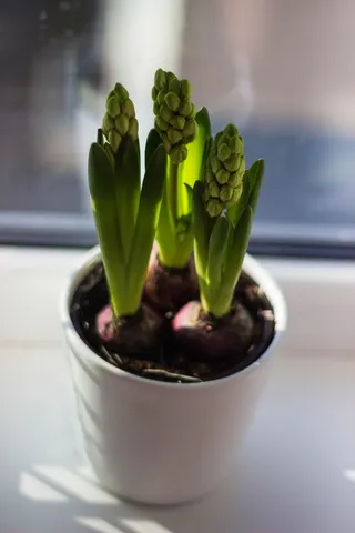 鲜花, 花园, 锅, 模糊, 开花, 光明, 芽, 特写