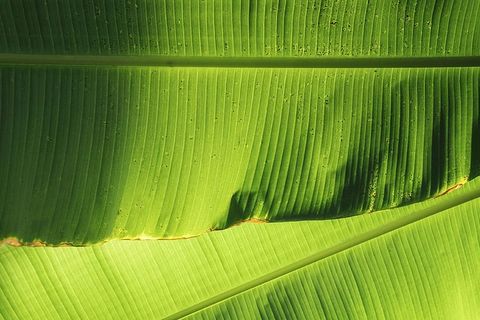 绿色香蕉叶,自然,绿色,叶子,香蕉,叶脉,绿色,背景 绿色香蕉叶,自然,绿色,叶子,香蕉,叶脉,绿色,背景