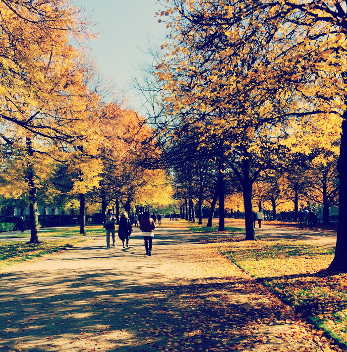 慕尼黑，德国，树木，公园，秋天，树木，变化，植物
