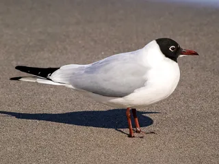 黑头鸥，海鸥，水鸟，鸟，自然，动物，动物主题，脊椎动物