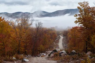 白天棕色叶子的树