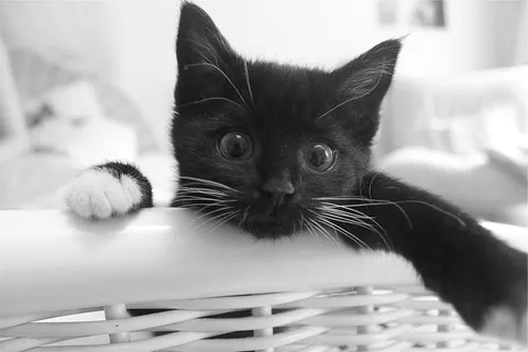 猫,眼睛,胡须,宠物,动物,黑白,宠物,家养 猫,眼睛,胡须,宠物,动物,黑白,宠物,家养