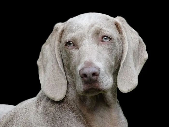 成人灰色Weimaranar，狗，Weimaranar，肖像，远程访问，狗，一只动物，宠物