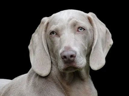 成人灰色Weimaranar，狗，Weimaranar，肖像，远程访问，狗，一只动物，宠物