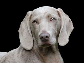 成人灰色Weimaranar，狗，Weimaranar，肖像，远程访问，狗，一只动物，宠物
