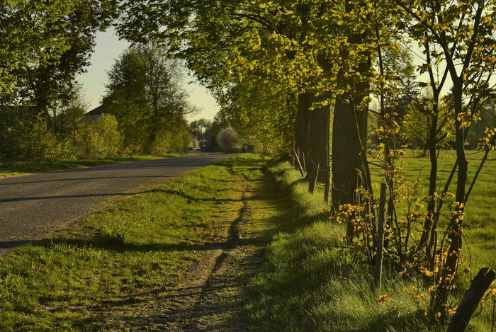 路，路边树，路边，植物，树，生长，宁静，绿色