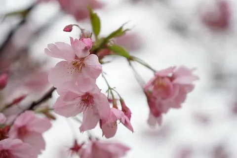 武汉,樱花,粉色,花朵,开花植物,粉色,新鲜度,植物 武汉,樱花,粉色,花朵,开花植物,粉色,新鲜度,植物