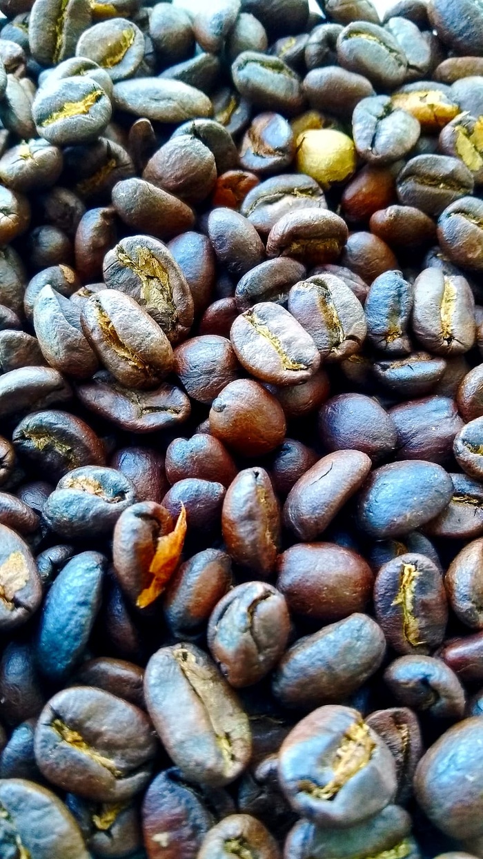 背景，kopi luwak，luwak，咖啡，食品，饮料，咖啡因，黑色