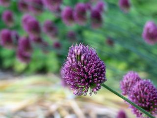 紫色的葱花盛开。