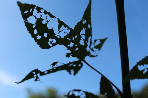 叶子，透视，不完整，植物，天空，聚焦前景，蓝色，树