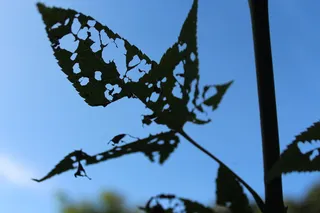 叶子，透视，不完整，植物，天空，聚焦前景，蓝色，树