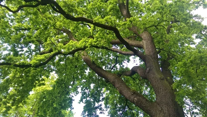 树，橡树，自然，老橡树，树皮，多节，落叶树，植物